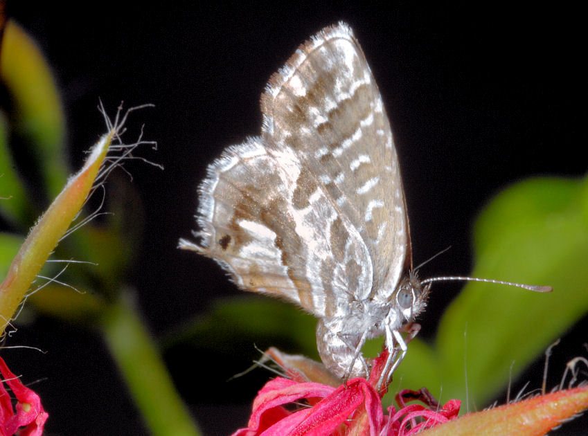 E'' tornata Cacy!